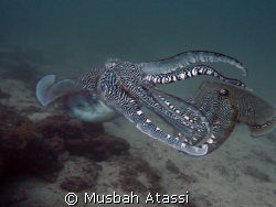 Was Diving in Musandam/Oman in the indian ocean saw 2 cut... by Musbah Atassi 